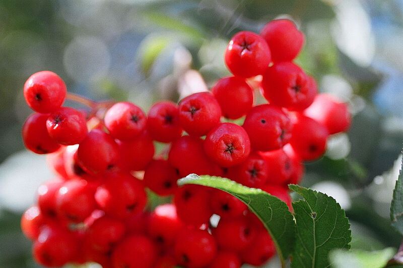 Vogelbeeren als Zutaten für das Waldbier 2023 (c) ÖBf/S. Langmair-Kovacs