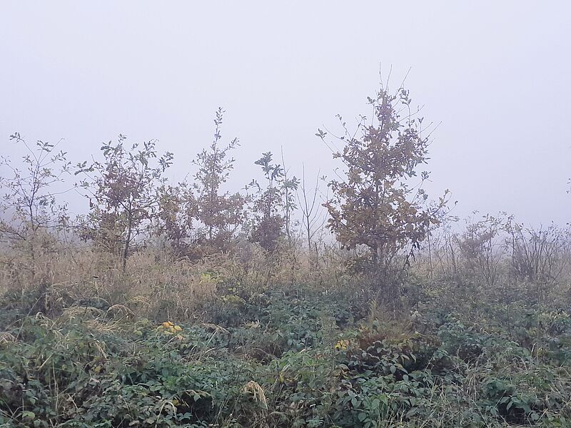 Eichenaufforstung nach mehreren Jahren (c) ÖBf/M. Berger