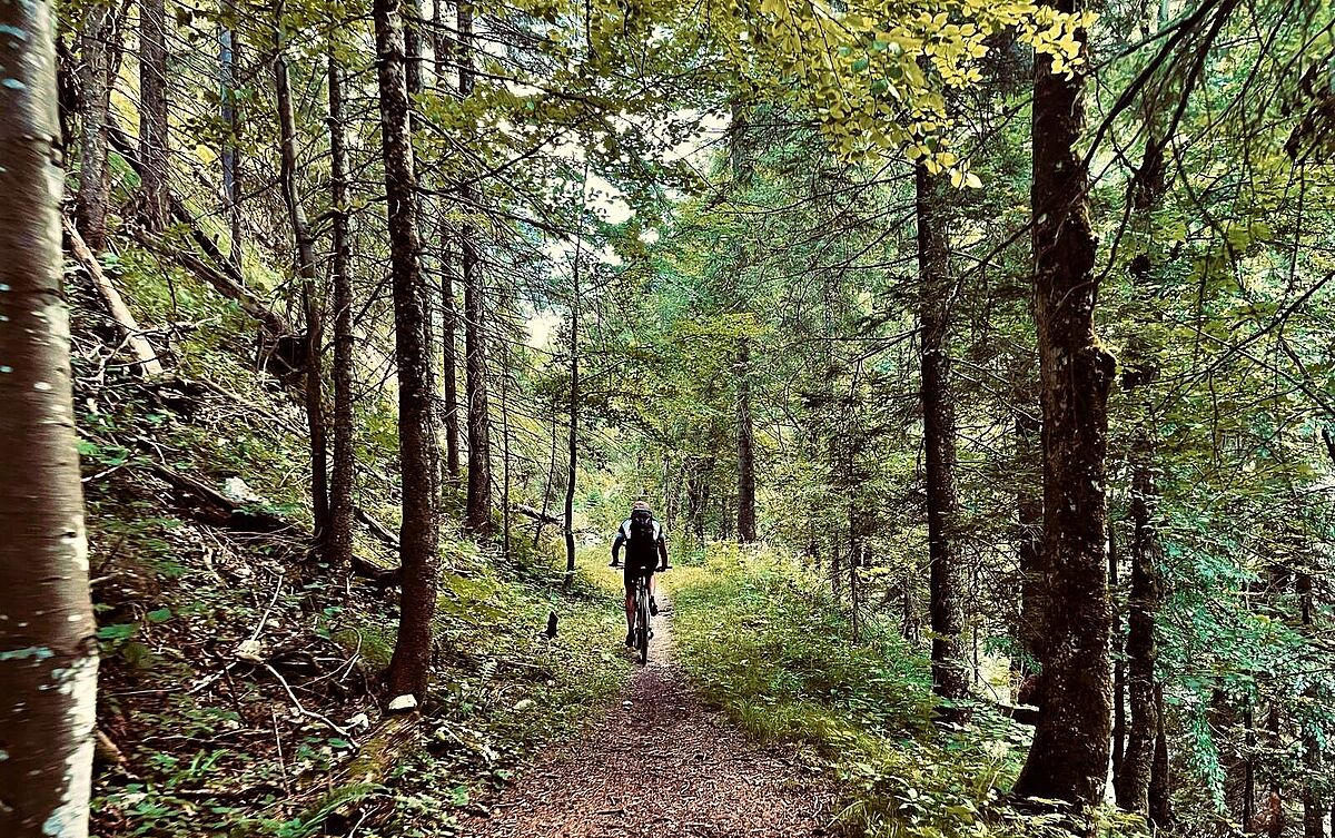 Mountainbiker im Wald (c) ÖBf/T. Klausberger Mountainbiker im Wald (c) ÖBf/T. Klausberger