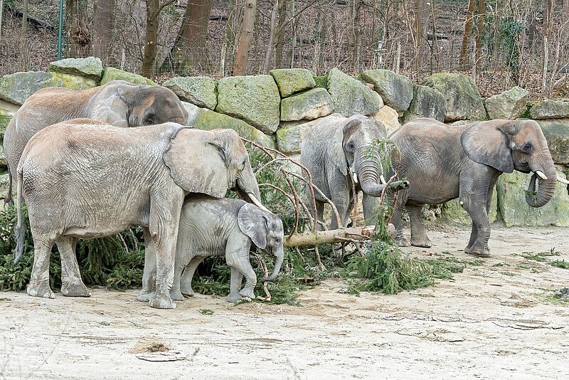 Verfütterung des traditionellen Christbaums an die Elefanten im Tiergarten Schönbrunn (c) Daniel Zupanc
