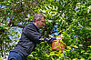 Bundesforste-Revierleiter Harald Zollner bei der Ernte der Kirschblüten