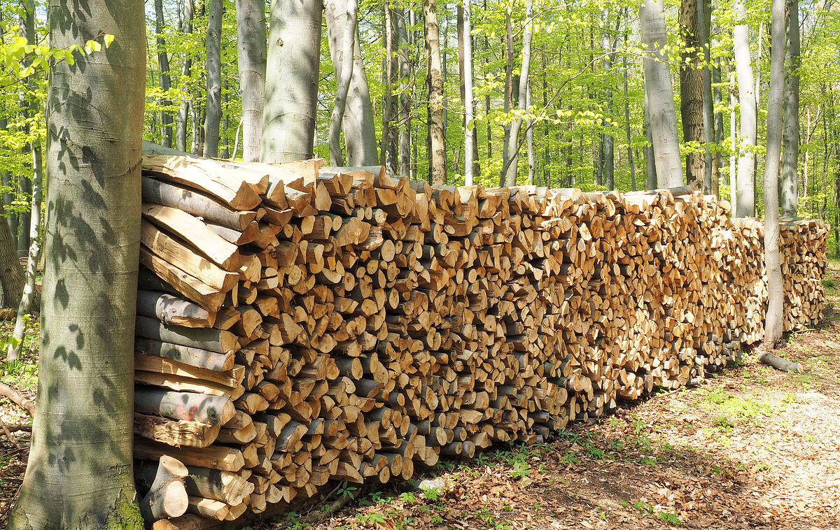 Holzstoß im Wienerwald (c) ÖBf/G. Moser