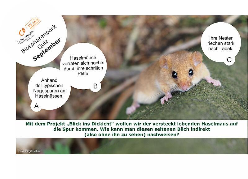 Foto einer Haselmaus, Quizfrage: Wie kann man Haselmäuse indirekt nachweisen