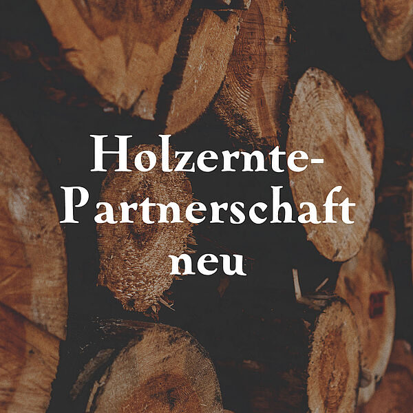 Vergabeprozess für Holzerntedienstleistungen