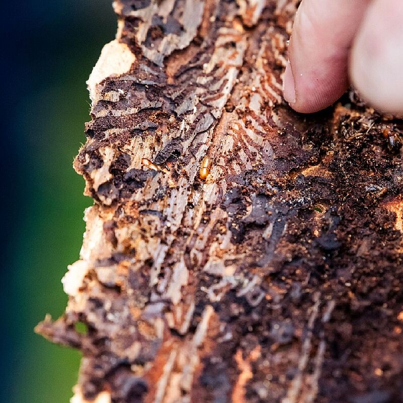 Borkenkäfer, © ÖBf/M. Stabentheiner 