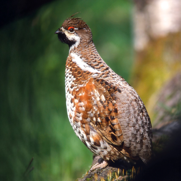 Fördermaßnahmen für das Haselhuhn