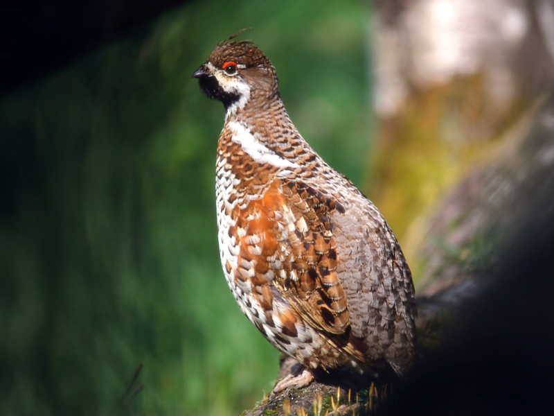 Haselhuhn (c) oebf/W. Gailberger