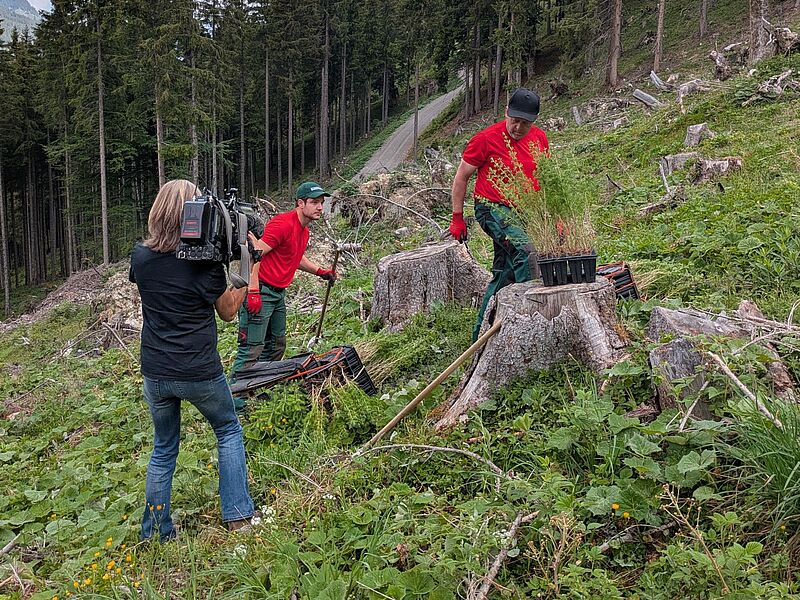 Wiederaufforstungen in Kleinarl (c) oebf