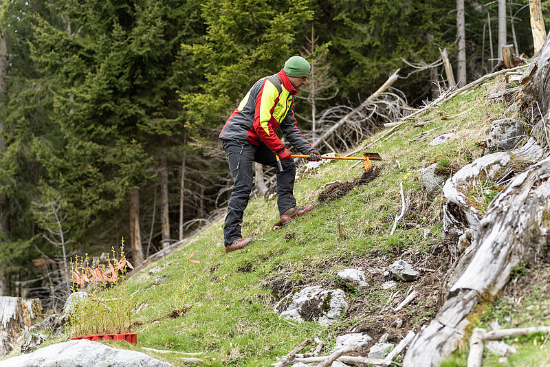 Forstfacharbeiter beim Einpflanzen der Setzlinge (c) ÖBf/G. Perauer