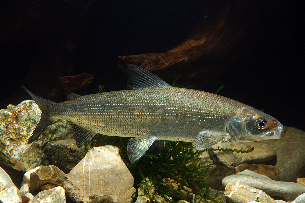 Reinanke, (c) ÖBf-Archiv/C. Ratschan Reinanke, (c) ÖBf-Archiv/C. Ratschan