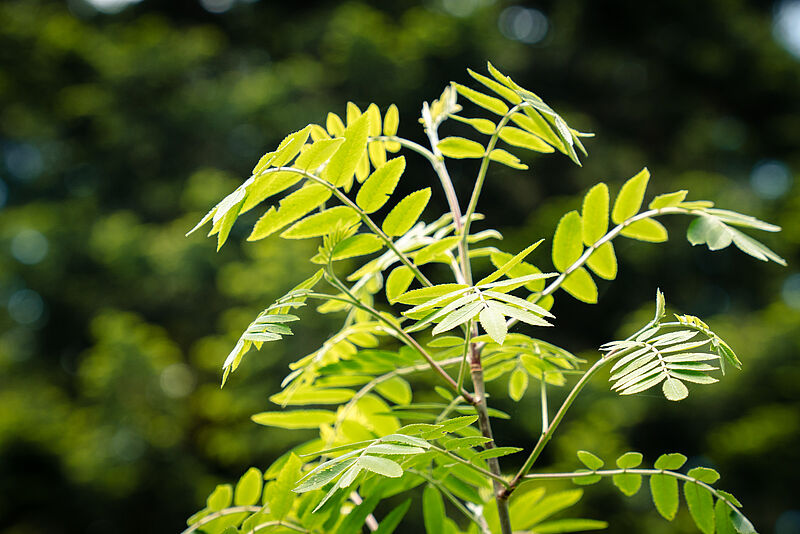 Vogelbeerbaum im Ausseer Mischwald (c) ÖBf/Roast Media