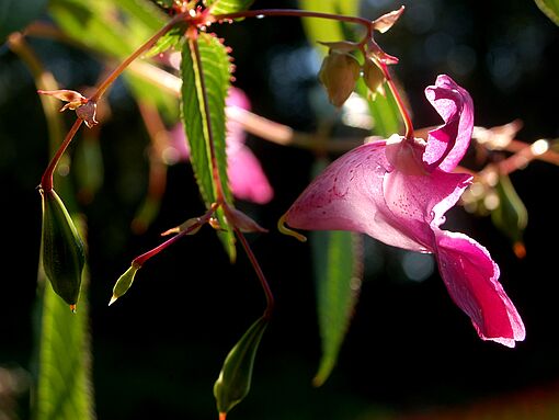 Aliens im Biosphärenpark Wienerwald
