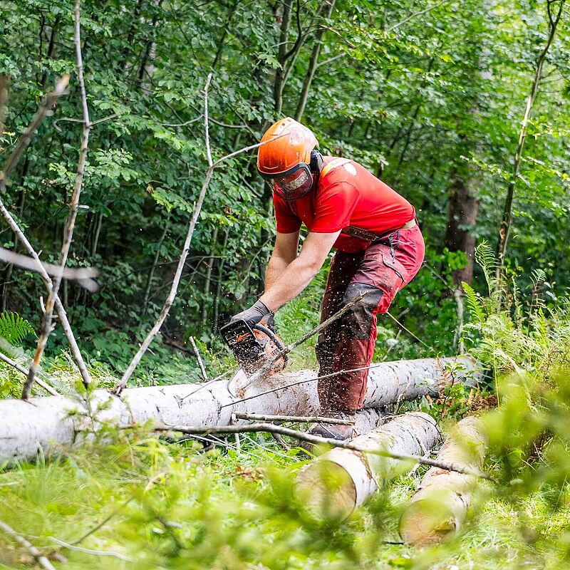 Wald der Zukunft Führung in Villach, © ÖBf/M. Stabentheiner 