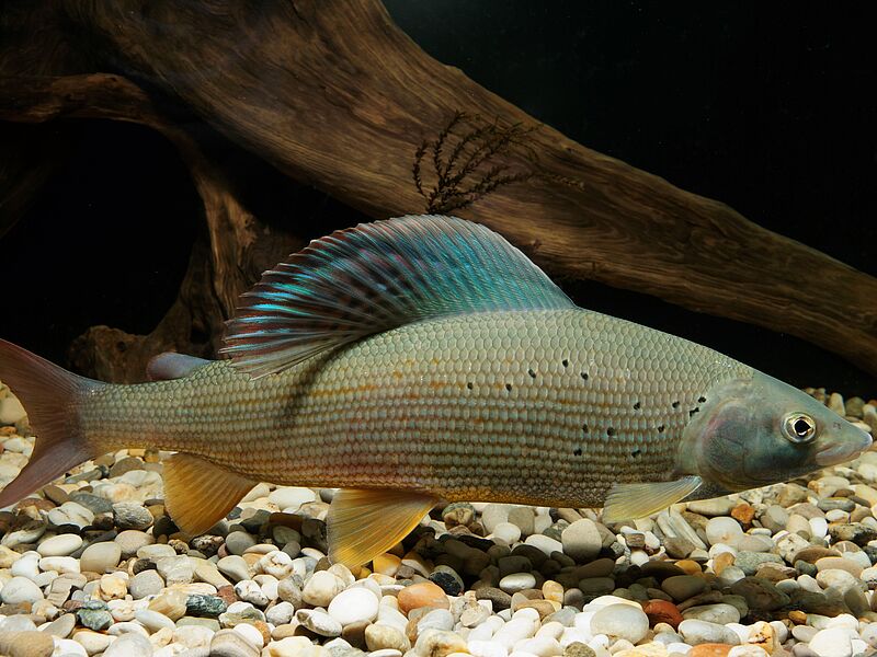 Äsche (Thymallus thymallus) (c) ÖBf/C. Ratschan