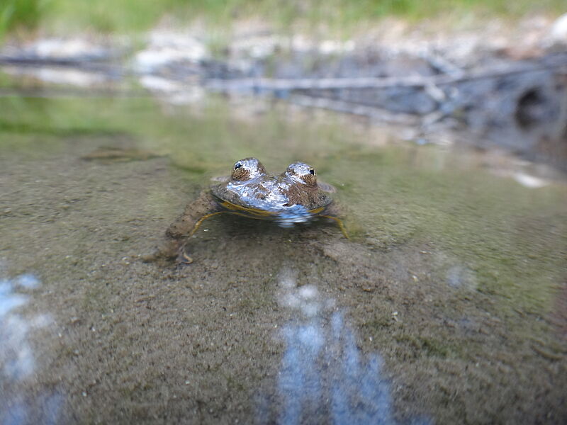 Bild einer Gelbbauchunke (c) ÖBf-Archiv/W. Simlinger 