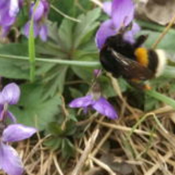 TIERISCHES im April - Hummeln: Frühflieger mit eingebautem NAVI