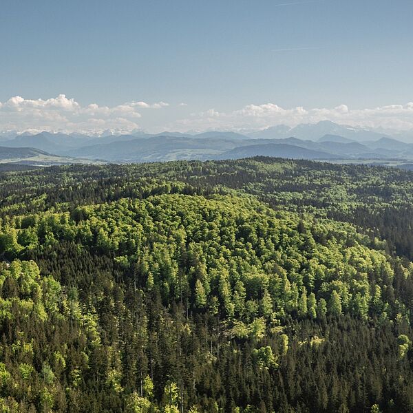 Gute Nachrichten aus dem Wald: Bundesforste ziehen positive Sommerbilanz