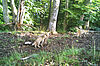 Wildkatzennachwuchs in der Wachau