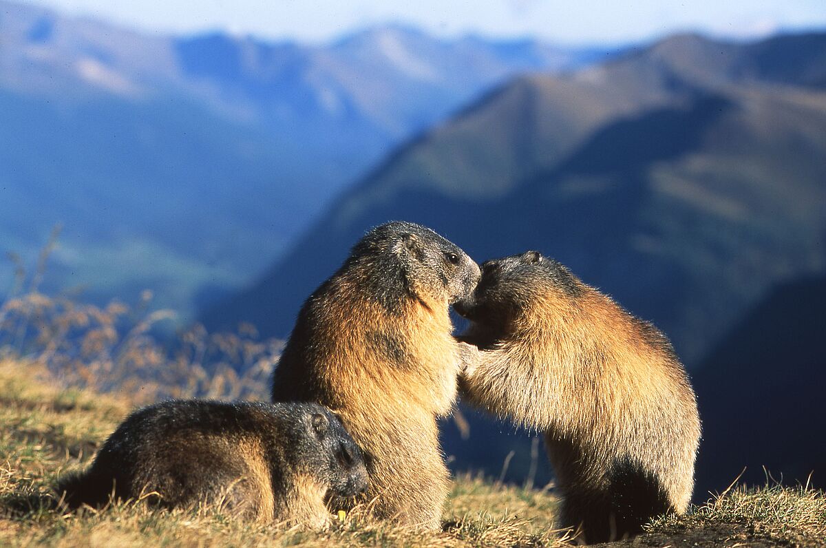 Murmeltiere (c) ÖBf/R. Altmann Murmeltiere (c) ÖBf/R. Altmann