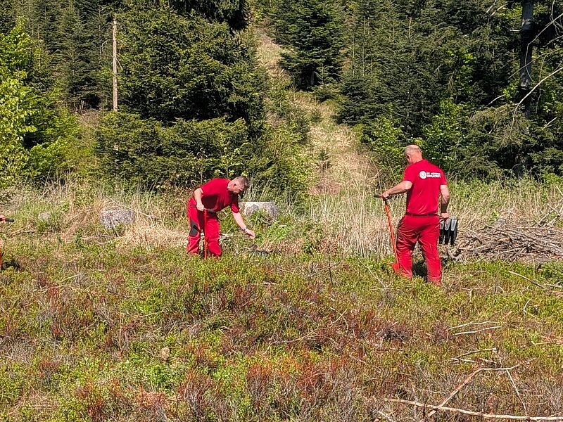 Aufforstungen im Kobernaußerwald (c) ÖBf