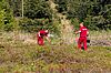 Aufforstungen im Kobernaußerwald (c) ÖBf