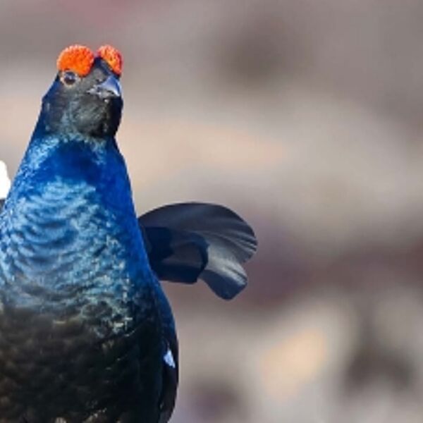 Ordnung im Raum? Zukunft der Wildökologischen Raumplanung