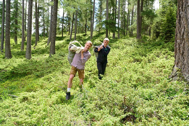 Ernte für das Waldbier Jahrgang 2016 "Wacholder" 