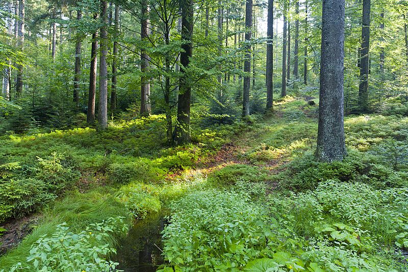 Blick in einen nachhaltig bewirtschafteten Wald, Kobernaußerwald OÖ (c) ÖBf-Archiv/W. Simlinger