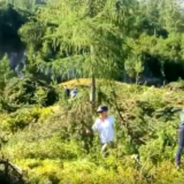 Sommer-Rückblick: Berwaldprojekt für das Birkwild im Kemetgebirge