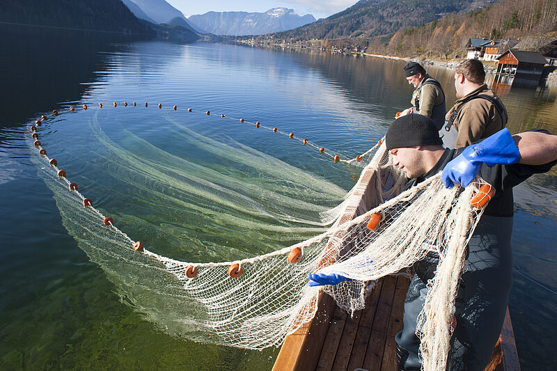 Fischer ziehen Netz aus Wasser