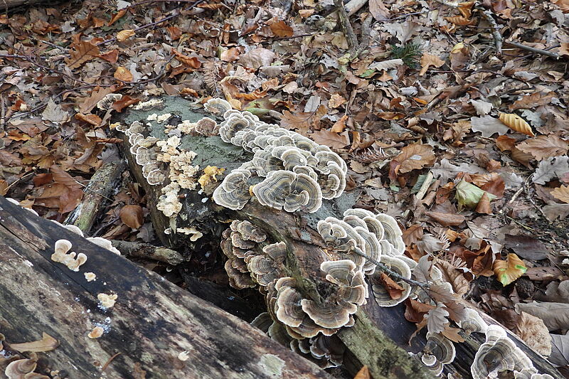 Die geheimnisvolle Welt der Pilze