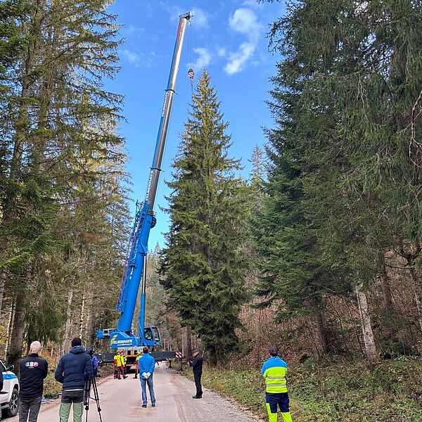 Weihnachtsbaum aus Altaussee für Grazer Hauptplatz