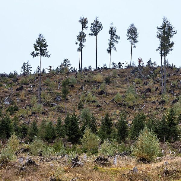 Stellungnahme zur ServusTV-Dokumentation „Unser Wald – Wer ist sein Feind?“