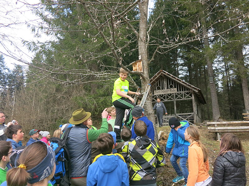 Ein Junge steht auf einer Leiter, die an einen Baum gelehnt ist und zu einem hölzernern Nistkasten reicht. Um ihn rum am Boden stehen die anderen Schulkinder und lassen sich vom Waldpädagogen Sepp Informationen zu den Vögeln und Nistkästen geben.