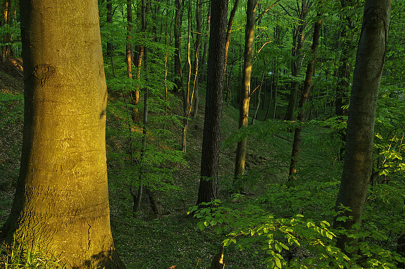 Schattiger Buchenwald, Foto: Franz Kovacs