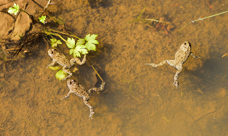 Bild mehrerer Gelbbauchunken (c) ÖBf-Archiv/W. Simlinger 