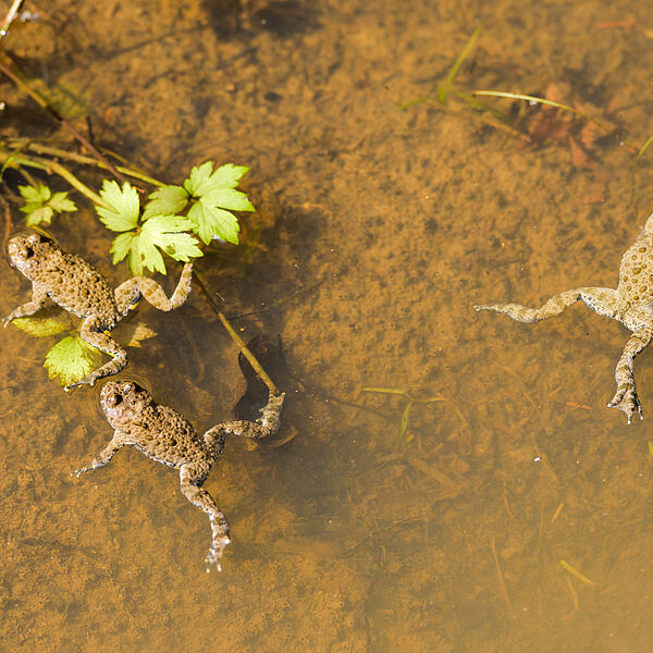 Trittsteine für bedrohte Arten: Bundesforste vernetzen Lebensräume im Biosphärenpark Wienerwald