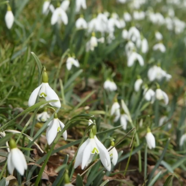 Frühlingserwachen in Schloss Eckartsau