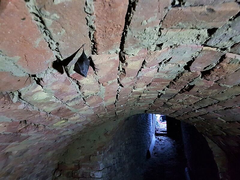Kleine Hufeisennase hängt im Kellergewölbe