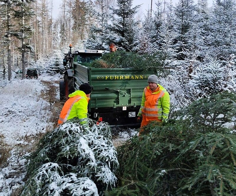 Auszubildende bei der Baumernte (c) oberrainanderskompetent/A. Frommelt