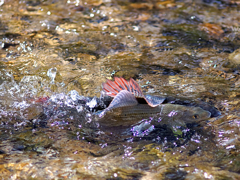 Äsche beim Laichen (c) oebf/C. Ratschan