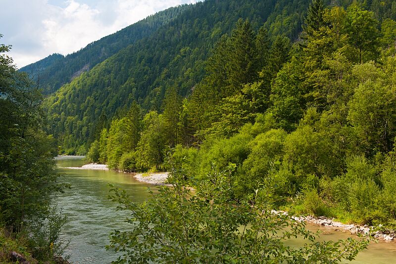 Laub- und Mischwälder als optimale Lebensräume für den Baumschläfer (c) ÖBf/W. Simlinger