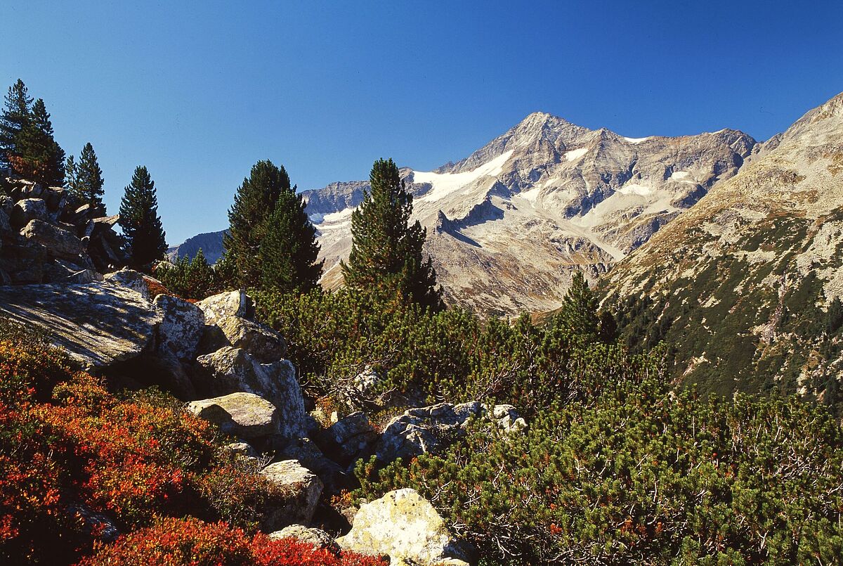 Zillertaler Hauptkamm (c) ÖBf/F. Pritz Zillertaler Hauptkamm (c) ÖBf/F. Pritz