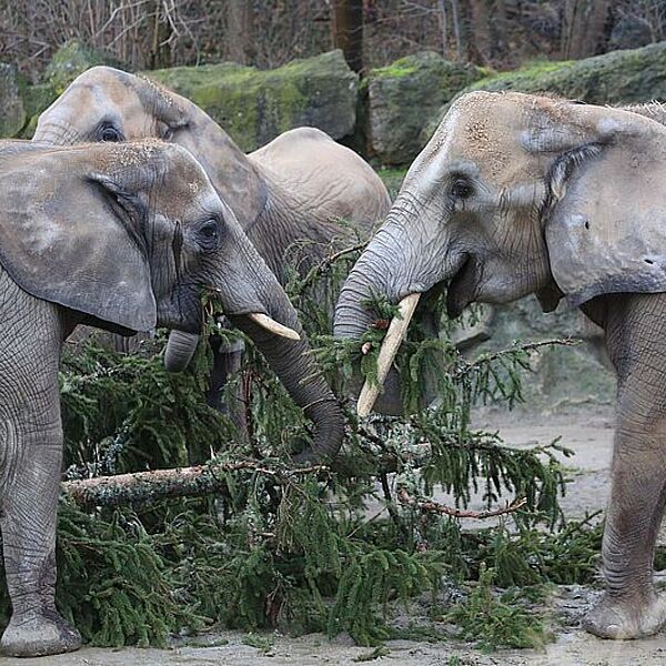 Neujahrsschmaus für die Schönbrunner Elefanten