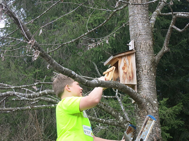 Ein Schüler mit gelben T-Shirt steht auf einer Leiter circa zwei Meter hoch angelehnt an einen irschbaum. Er öffnet ganz vorsichtig den hölzernen Nistkasten.