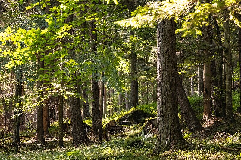 Wald der Zukunft - struktur- und artenreiche Mischwälder (c) ÖBf-Archiv/F. Lindmoser