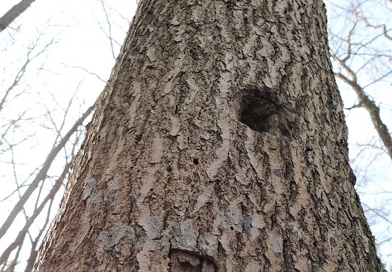 Baum mit Spechthöhle