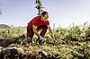 Forstfacharbeiter beim Einpflanzen einer jungen Weiß-Tanne (c) ÖBf-Archiv/Bazzoka Creative