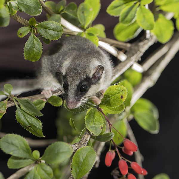 Bundesforste kommen seltenem Baumschläfer auf die Spur 