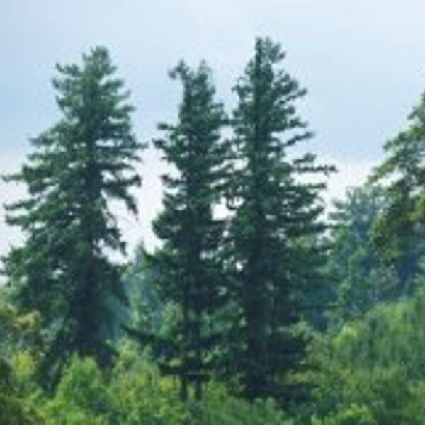 Die Douglasie – Porträt eines Exoten